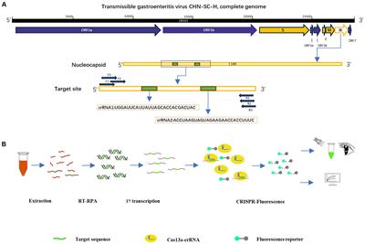 RPA-CRISPR-Cas13a-assisted detection method of transmissible gastroenteritis virus